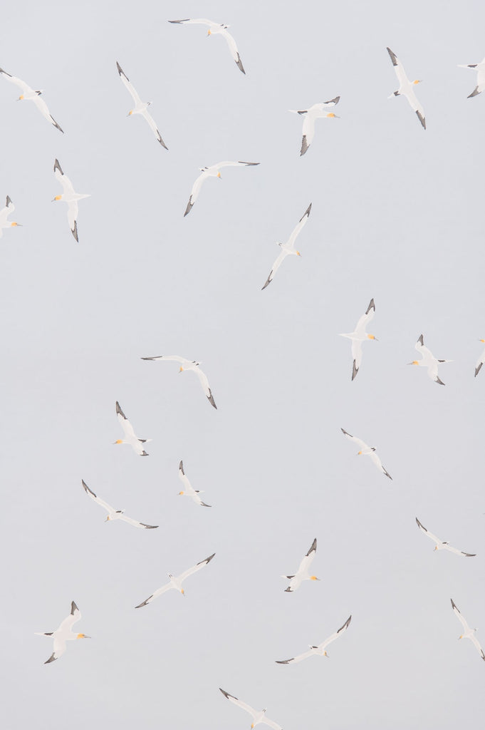 Gannets Wallpaper - WYNIL by NumerArt Wallpaper and Art