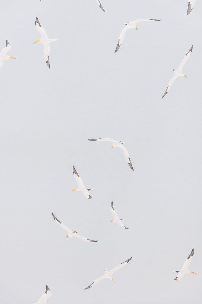 Gannets Wallpaper - WYNIL by NumerArt Wallpaper and Art