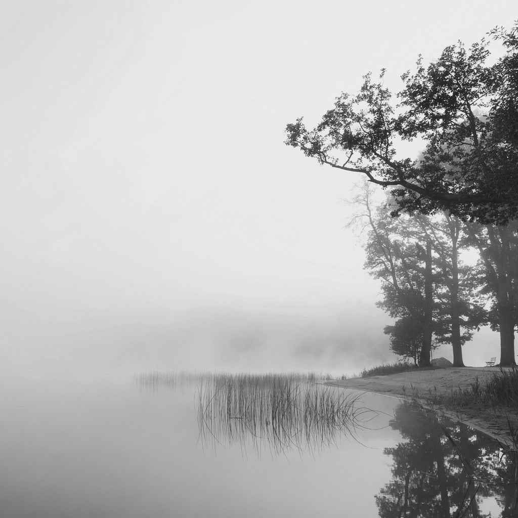 Morning Mist Mural - WYNIL by NumerArt Wallpaper and Art