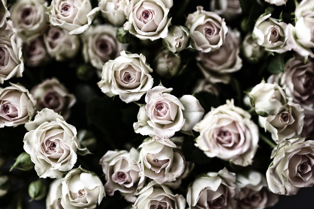 Roses for Lovers - WYNIL by NumerArt Wallpaper and Art