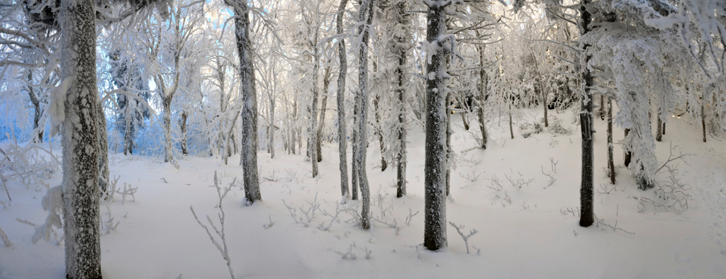 After a Soft Snowfall HD Mural - WYNIL by NumerArt Wallpaper and Art