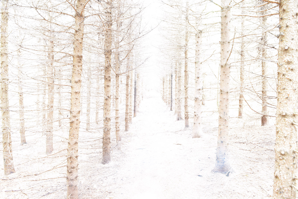 Warm Pale Pines Mural - WYNIL by NumerArt Wallpaper and Art