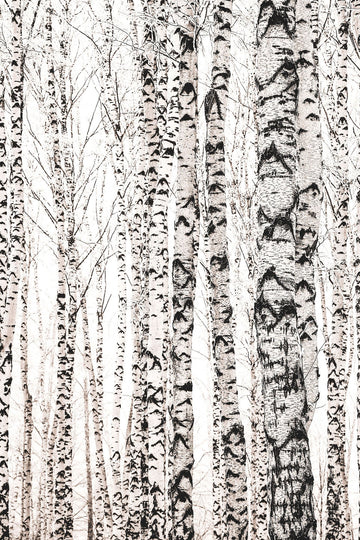 Soft Light Birches Forest Mural - WYNIL by NumerArt Wallpaper and Art