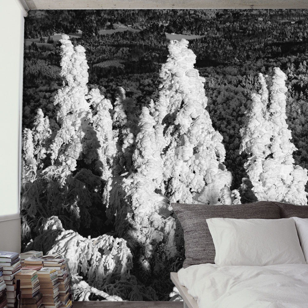 Winter Pine Tops Cones Mural - WYNIL by NumerArt Wallpaper and Art