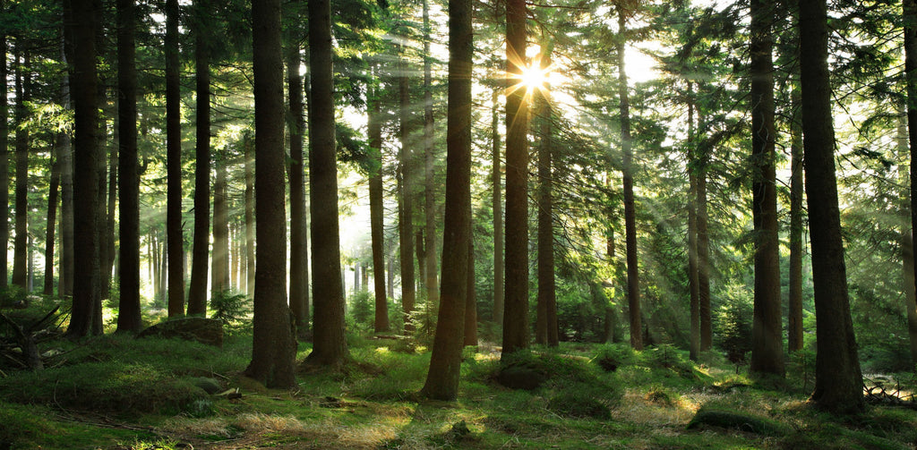 Sunny Enchanted Forest Mural - WYNIL by NumerArt Wallpaper and Art