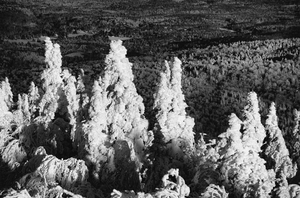 Winter Pine Tops Cones Mural - WYNIL by NumerArt Wallpaper and Art