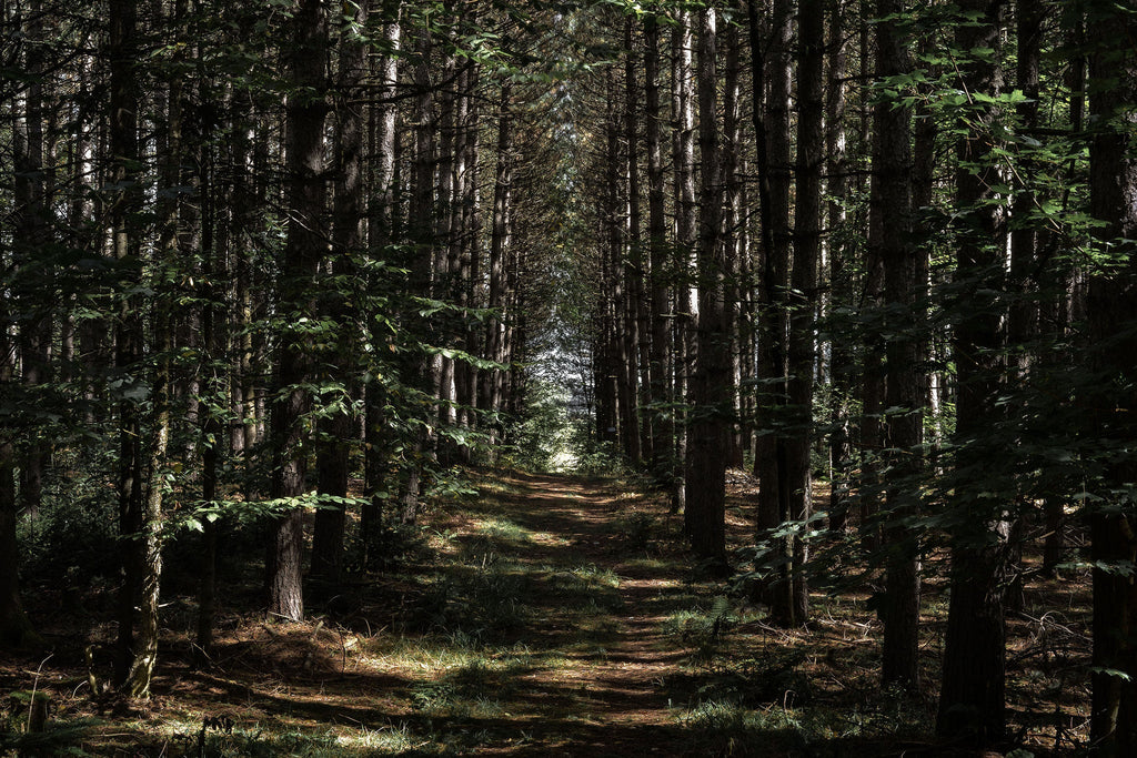 Tamed Wilderness Forest - WYNIL by NumerArt Wallpaper and Art